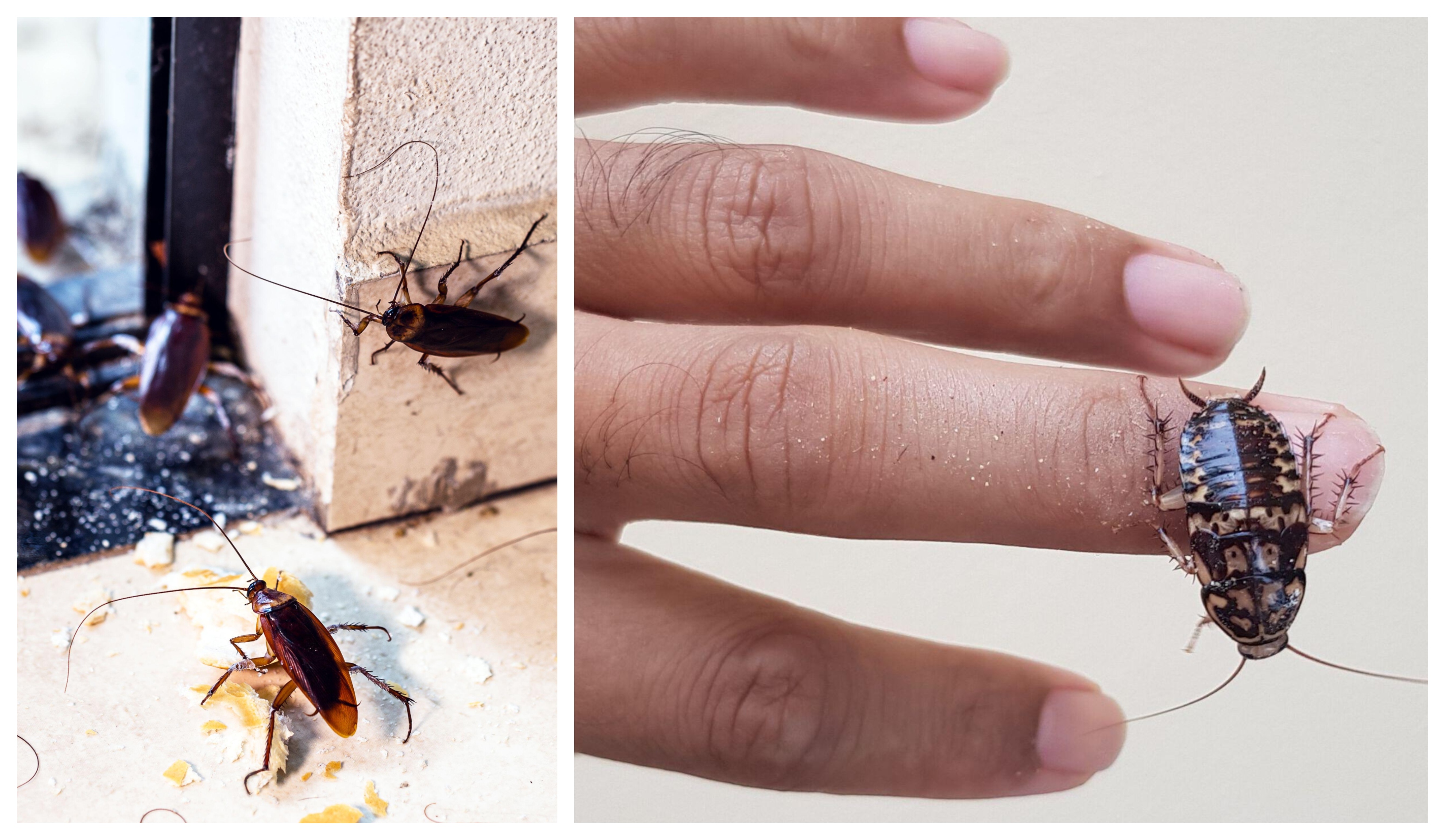 Vilka skador kan kackerlackor orsaka?